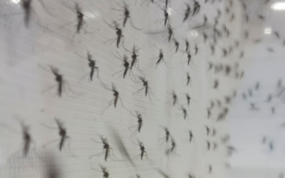 Fábrica de mosquitos para combater a dengue