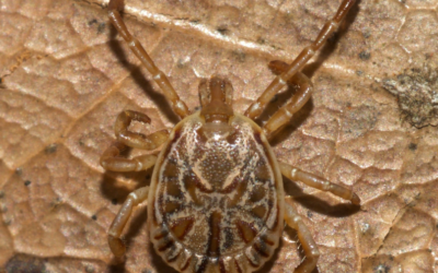 Febre maculosa