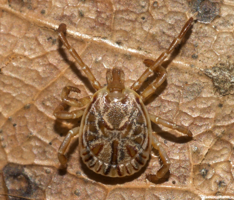 Febre maculosa