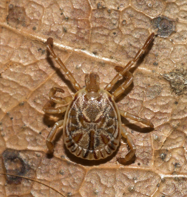 febre maculosa 1